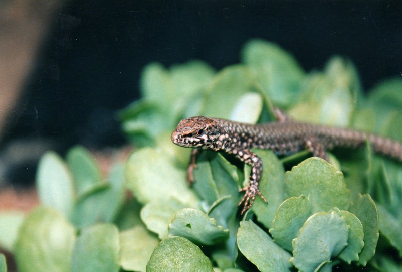 Lacerta muralix ? (Podarcis muralis)